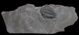 Elrathia Trilobite In Matrix - Utah #6752-1
